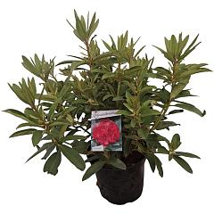 Rhododendron 'Wilgen's Ruby'