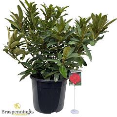 Rhododendron 'Wilgen's Ruby'