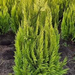 Chamaecyparis l. 'Ivonne'