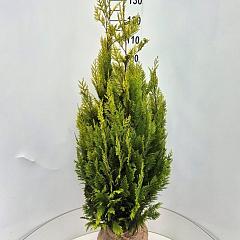 Chamaecyparis l. 'Ivonne'