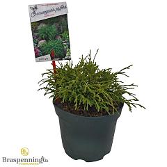 Chamaecyparis p. 'Filifera Nana'