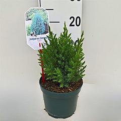 Juniperus chin. 'Stricta'
