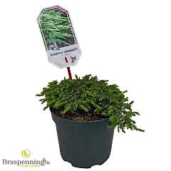 Juniperus comm. 'Green Carpet'