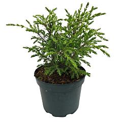 Juniperus comm. 'Hibernica'