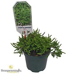 Juniperus comm. 'Repanda'