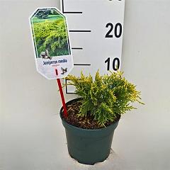 Juniperus pf. 'Old Gold'