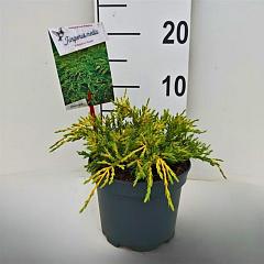 Juniperus pf. 'Pfitzeriana Aurea'