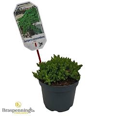 Juniperus procumbens 'Nana'