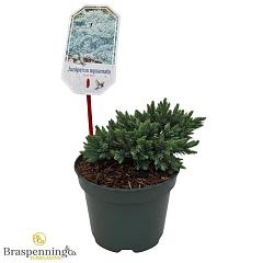 Juniperus squamata 'Blue Star'