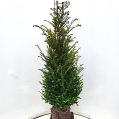 Taxus baccata