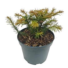 Taxus b. 'Repandens'