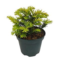Taxus b. 'Summergold'
