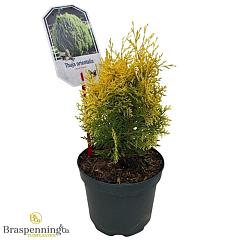 Thuja or. 'Aurea Nana'