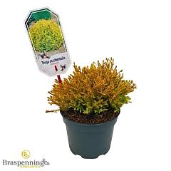 Thuja occ. 'Rheingold'