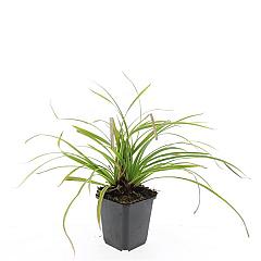 Carex morrowii 'Ice Dance'