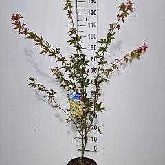 Acer pal. 'Osakazuki'