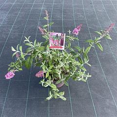 Buddleja d. 'Pink Delight'