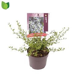 Ceanothus impressus 'Victoria'