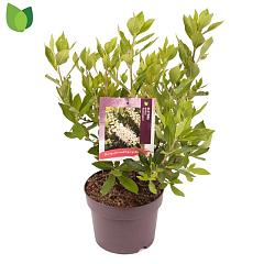 Clethra alnif. 'Hummingbird'