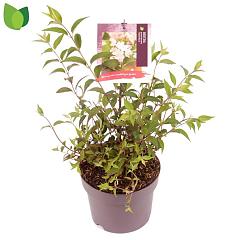 Deutzia purp. 'Kalmiiflora'