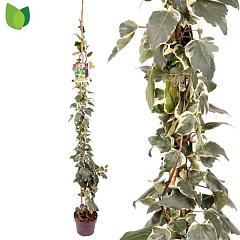 Hedera alg. 'Gloire de Marengo'