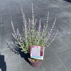 Perovskia atripl. 'Little Spire'
