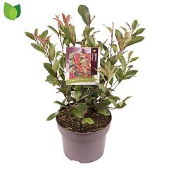Photinia fraseri 'Carré Rouge'