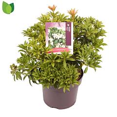 Pieris jap. 'Cupido'