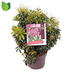 Pieris jap. 'Passion'