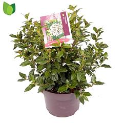 Viburnum tinus