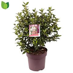 Viburnum tinus 'Eve Price'