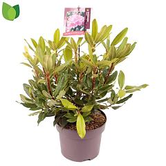 Rhododendron pont. 'Roseum'