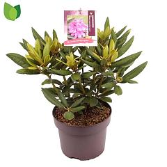 Rhododendron (Y) 'Bohlken Lupinenberg Laguna'