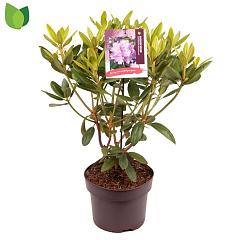 Rhododendron 'Catawb. Grandiflorum'