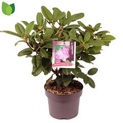 Rhododendron 'Germania'