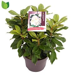 Rhododendron 'Gomer Waterer'