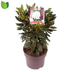 Rhododendron 'Madame Masson'