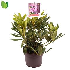 Rhododendron 'Orakel'