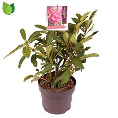 Rhododendron 'Wilgen's Ruby'