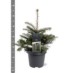 Abies koreana