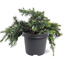 Cedrus deod. 'Feelin' Blue'