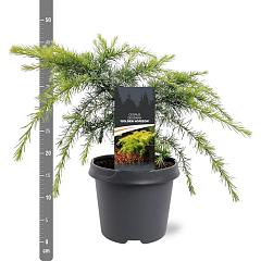Cedrus deod. 'Golden Horizon'