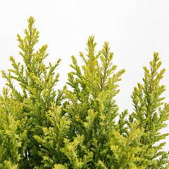Chamaecyparis l. 'Ellw. Gold'