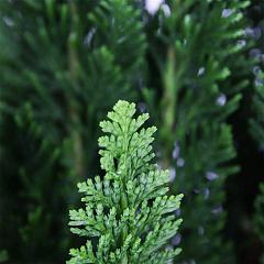Chamaecyparis l. 'Little Spire'