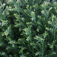 Chamaecyparis l. 'Snow White'