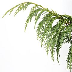 Chamaecyparis n. 'Pendula'