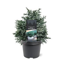 Chamaecyparis p. 'Blue Planet' (R)