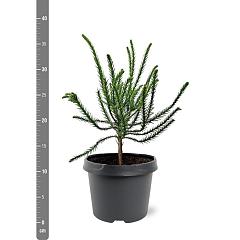 Cryptomeria j. 'Dacrydioides'