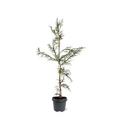 Cryptomeria j. 'Rasen'