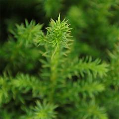 Cryptomeria j. 'Vilmoriniana'